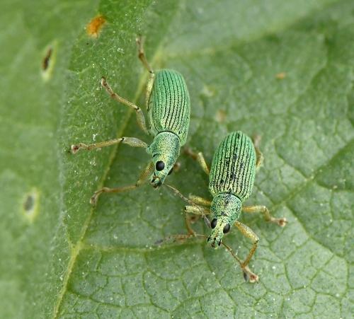 Réf. 229 325 : Polydrusus formosus